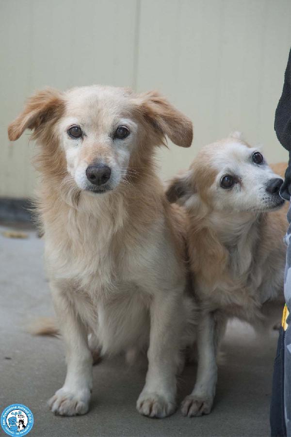 Tessy e Tom: cuore a quattro zampe (anzi, otto) Foto 5